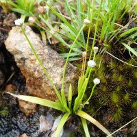 Eriocaulon thwaitesii Körn.